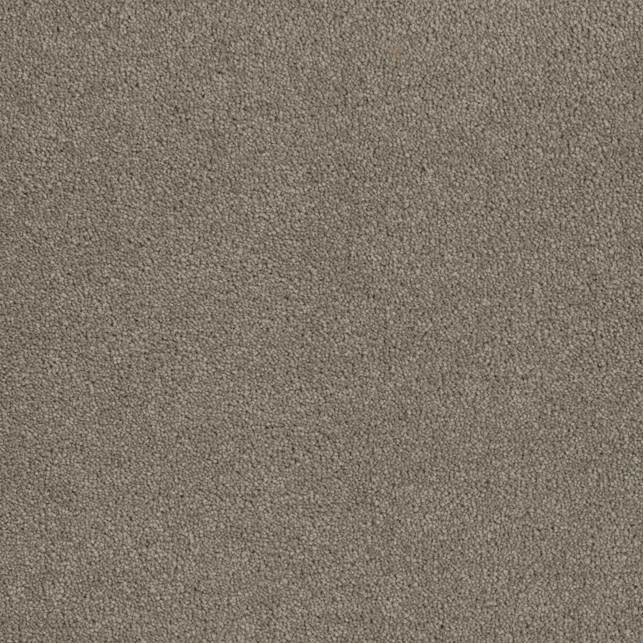 DreamWeaver® Luxor II Textured Cut Pile Carpet