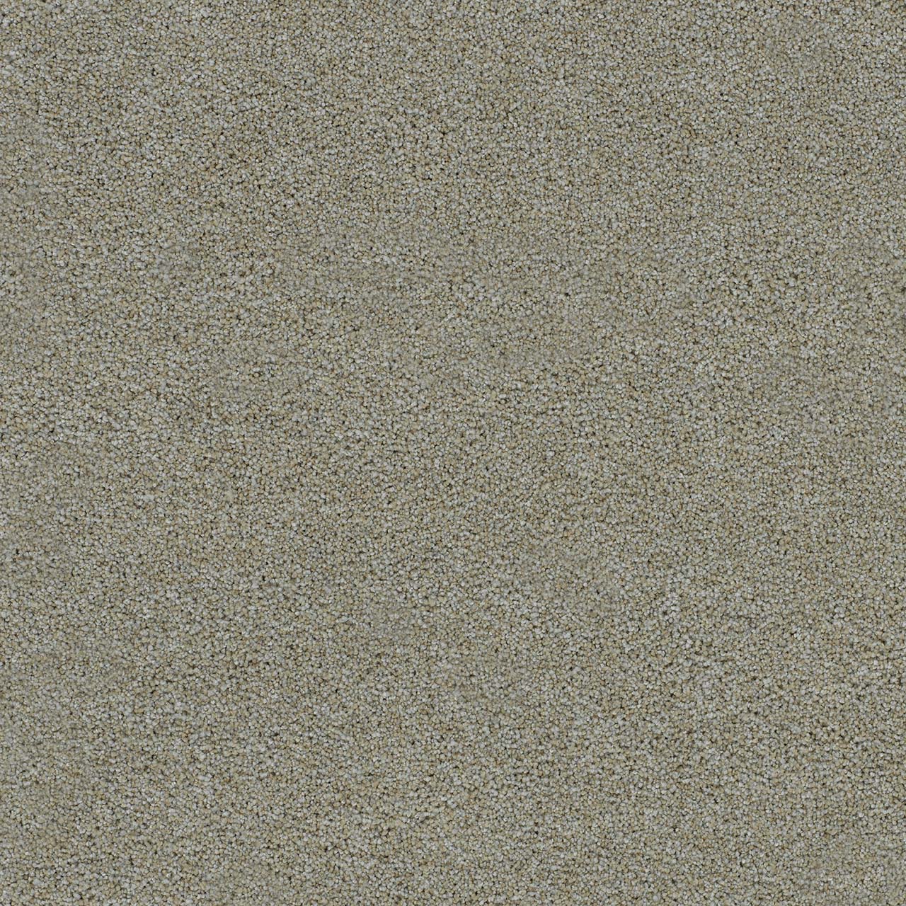 DreamWeaver® Morning Glory II Cut Pile Carpet