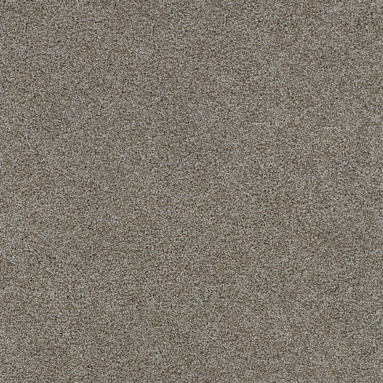 DreamWeaver® Morning Glory II Cut Pile Carpet