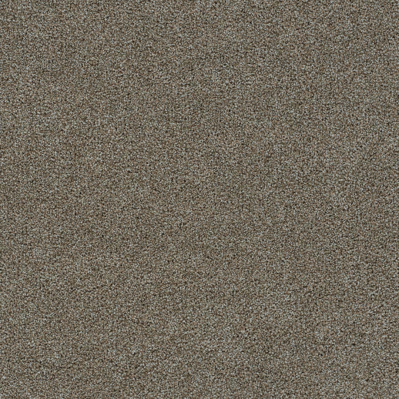 DreamWeaver® Morning Glory II Cut Pile Carpet