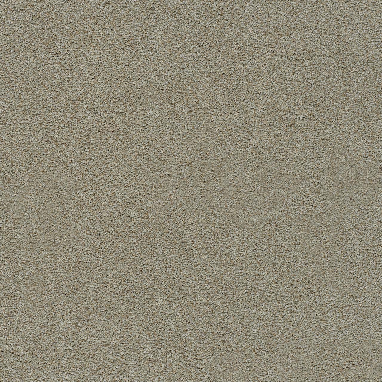 DreamWeaver® Morning Glory II Cut Pile Carpet