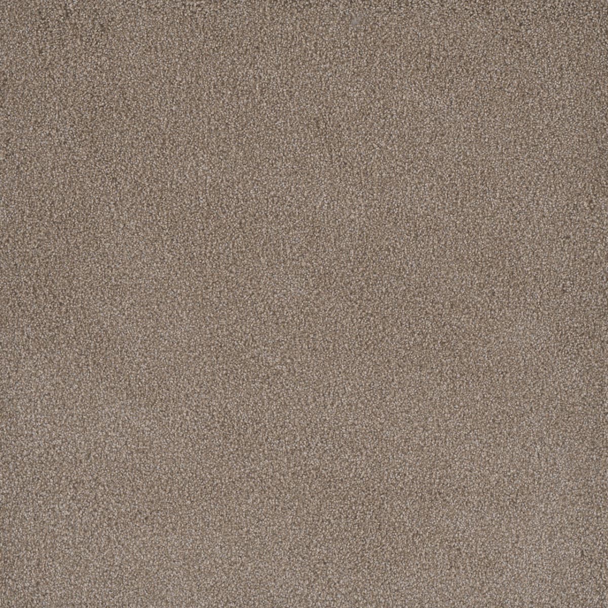 DreamWeaver® Palmetto III Textured Carpet
