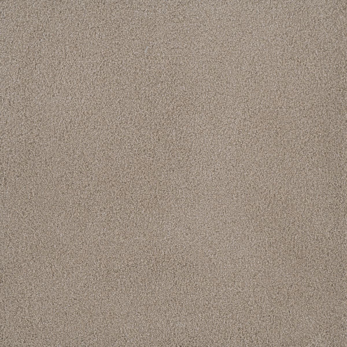 DreamWeaver® Palmetto III Textured Carpet